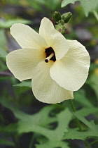 Aibika, Abelmoschus manihot, Single cream coloured flower growing outdoor.