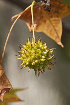 Sweetgum, Liquidambar styraciflua, Single green spikey gum ball.