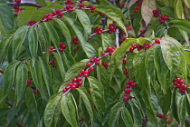 Amur honeysuckle, Lonicera maackii, Mass of small red berries growing outdoor.