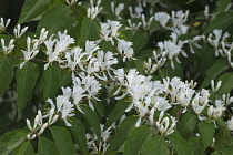 Amur honeysuckle, Lonicera maackii, Mass of small white flowers growing outdoor.