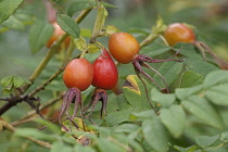 Amur rose, Rosa davurica, Red hips growing outdoor on the plant.