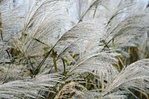 Amur silver grass, Miscanthus sacchariflorus, Silver coloured grasses growing outdoor.