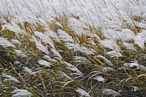 Amur silver grass, Miscanthus sacchariflorus, Silver coloured grasses growing outdoor.
