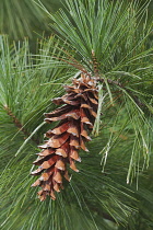 Ayacahuite pine, Pinus ayacahuite, Single brown coloured cone growing outdoor on the the tree.