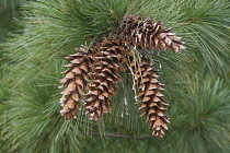 Ayacahuite pine, Pinus ayacahuite, Group of brown coloured cone growing outdoor on the the tree.