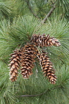 Ayacahuite pine, Pinus ayacahuite, Group of brown coloured cone growing outdoor on the the tree.