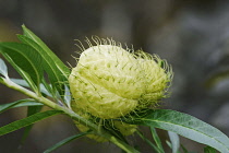 Swan Plant, Gomphocarpus physocarpus, Hairy green seedpod balls growing outdoor on the plant.