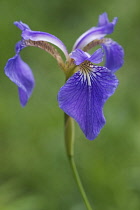 Bristle-pointed iris, Iris setosa, Blue coloured flower growing outdoor.