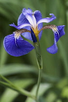 Bristle-pointed iris, Iris setosa, Blue coloured flower growing outdoor.