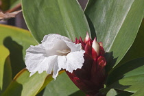 Bitter ginger, Zingiber zerumbet, Delicate white flower emerging.