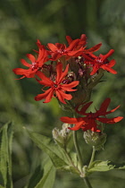 Brilliant lychnis, Lychnis fulgens, Red coloured flowers growing outdoor.