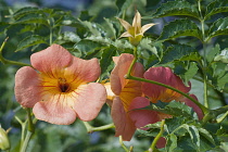 Trumpet vine, Campsis grandiflora, Two peach coloured flowers growing outdoor.