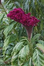 Cock's comb, Celosia argentea Cristata Group, Deep red coloured flowers growing outdoor.