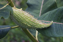 Common milkweed, Asclepias syriaca, Green hairy seed pod growing outdoor on the plant.