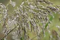 Reeds, Sedge, Phragmites australis, Close up detail outdoor.