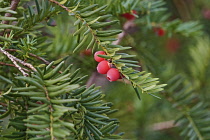 Yew, Taxus baccata, Red berries on spiky tree.