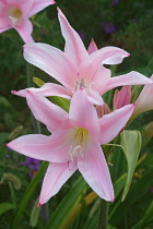 Fred Howard Amacrinum, Crinodonna lily x Amarcrinum Fred Howard, Pink star shaped flowers growing outdoor.