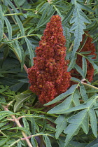 Sumach, Cut-leaf staghorn sumac, Rhus typhina Dissecta, Red coloured plant growing outdoor.