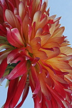 Dahlia, Orange coloured flower growing outdoor.