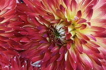 Dahlia, Multi coloured flower growing outdoor.