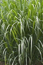 Dallas Blues switch grass, Panicum virgatum 'Dallas Blues', Growing outdoor.