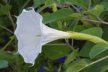 Devil's trumpet, Datura metel, White trumpet shaped flower growing outdoor.