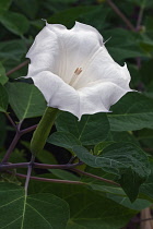 Devil's trumpet, Datura metel, White trumpet shaped flower growing outdoor.