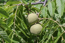 Eastern Black Walnut, Juglans nigra, Green fruit growing outdoor on the tree.