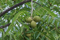 Eastern Black Walnut, Juglans nigra, Green fruit growing outdoor on the tree.