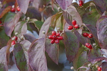 Dogwood, Flowering Dogwood, Cornus florida, Mass of small red coloured berries growing outdoor.