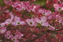 Dogwood, Flowering Dogwood, Cornus florida, Mass of small pink coloured flowers growing outdoor.