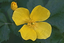 Forest poppy, Hylomecon vernalis, Yellow coloured flower growing outdoor.
