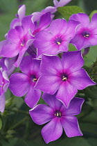 Phlox, Phlox paniculata, Purple coloured flowers growing outdoor.