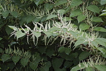 Giant knotweed, Fallopia sachalinensis, Growing outdoor.