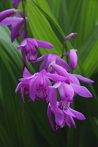 Hyacinth orchid, Bletilla striata, Pink coloured flowers growing outdoor.