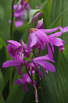 Hyacinth orchid, Bletilla striata, Pink coloured flowers growing outdoor.