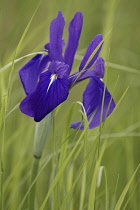 Japanese iris, Iris laevigata, Purple coloured flower growing outdoor.