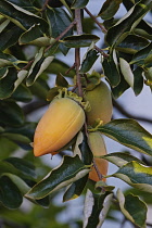 Japanese persimmon, Diospyros kaki, Yellow coloured fruit growing on the tree.