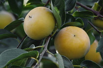 Japanese persimmon, Diospyros kaki, Yellow coloured fruit growing on the tree.