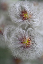 Korean clematis, Clematis serratifolia, Close up of fluffy seedheads.