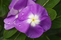 Periwinkle, Madagascar periwinkle, Catharanthus roseus, Pink coloured flowers growing outdoor.