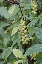 Magnolia-vine, Schisandra chinensis, Green berries growing outdoor on the plant.