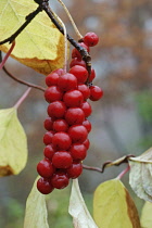 Magnolia-vine, Schisandra chinensis, Red berries growing outdoor on the plant.