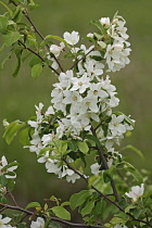 Crab apple, Siberian crab apple, Malus mandshurica, Small white flower blossoms growing outdoor on the tree.