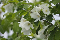 Crab apple, Siberian crab apple, Malus mandshurica, Small white flower blossoms growing outdoor on the tree.