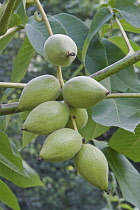 Manchurian walnut, Juglans mandshurica, Green coloured fruit growing outdoor.