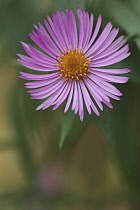 Aster, New England aster, Symphyotrichum novae-angliae, Pink coloured flower growing outdoor.