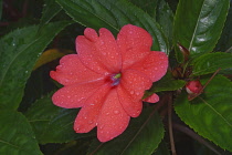 New Guinea impatiens, Impatiens hawkeri, Single peach coloured flower growing outdoor.