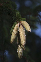 Pine, Fir, Spruce, Norway spruce cones growing outdoor on the tree.