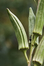 Okra, Ladies fingers, Hibiscus esculentus, Growing outdoor on the plant.